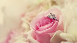 Свадебная роза, цветок, праздник, картинка