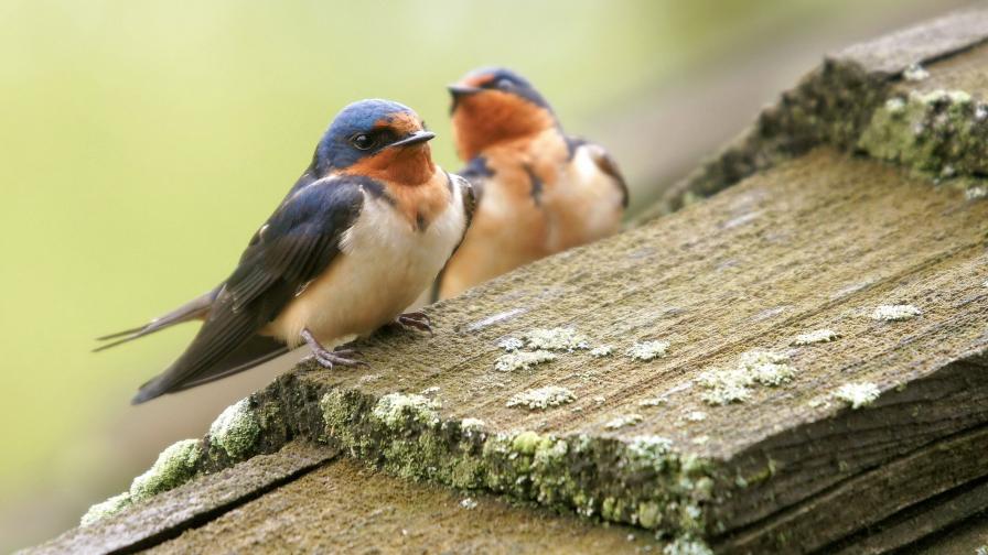 Сельские ласточки фото обои