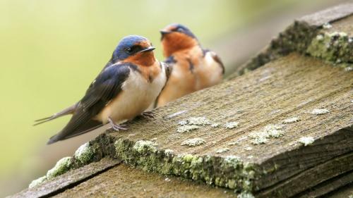 Сельские ласточки фото обои