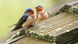 Сельские ласточки фото обои