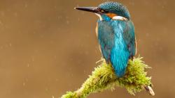 Синий зимородок птица картинки для рабочего стола