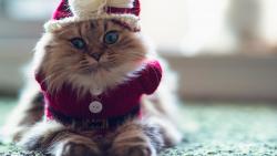 Смешной кот в форме деда мороза или санта клауса обои высокого разрешения