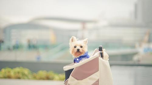 Собака, милый шнауцер, сумочка, собачка, hd фото, картинки