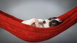 Собака, щенок, спит в гамаке