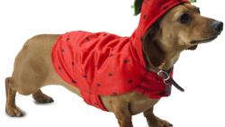 Собачка в одежде милые обои на белом фоне