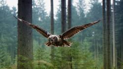 Сова в лесу фоновые заставки скачать на рабочий стол бесплатно