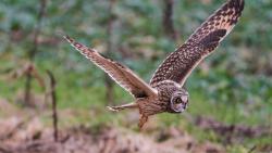 Сова в полете картинки для рабочего стола скачать