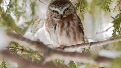 Сова на ветке картинки