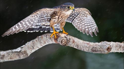 Сокола сидящего под дождем на ветке фоновые заставки скачать