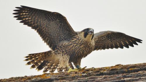 Сокол, сапсан, птица, хищник, широкоформатные обои