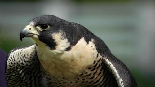 Сокол сапсан фото обои