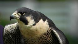 Сокол сапсан фото обои