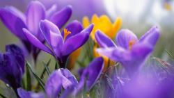 Фиолетовые крокусы шафран картинки для рабочего стола скачать