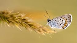 Фотографии бабочек на заставку