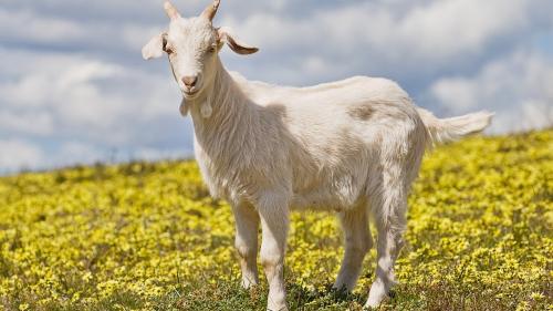 Фото козла с бородой