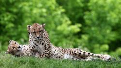 Фото прекрасной пары гепардов