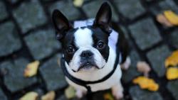 Французский бульдог