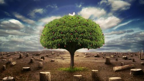 Фэнтези вырубленный лес и одна яблоня на ней белый голубь обои 