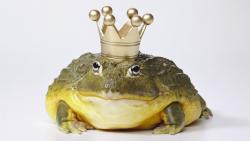 Царевна-лягушка