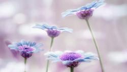 Цветы, макро, стебли, сиреневые, картинки, обои hd, бесплатно