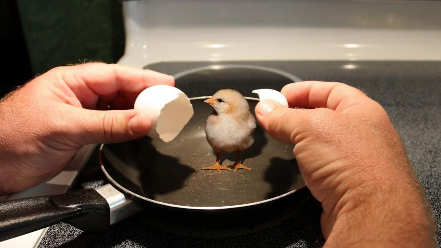 Ципленок на сковороде заставки бесплатно скачать