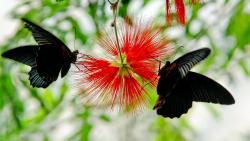 Черные бабочки широкоформатные обои HD