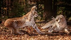 Широкоформатные обои на которых две рыси дерутся между собой