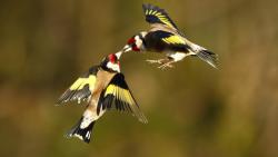 Щеглы птички картинки для рабочего стола скачать