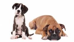 Щенки, собаки, боксер, фотосессия, фоны, заставки