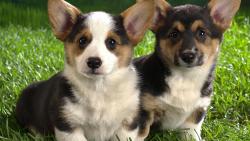 Щенки, уши, два, зеленая трава, глядя на вас, животные, милашки, обои, бесплатно