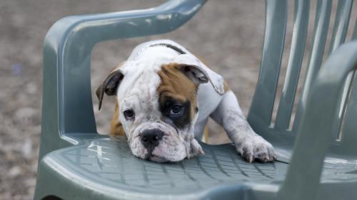 Щенок на стуле