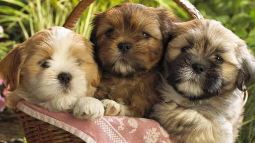 Щенята собачки картинки на рабочий стол