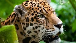 Ягуар широкоформатные обои hd