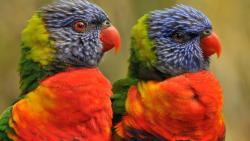 Яркие попугаи птички фоновые заставки скачать