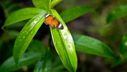 бабочка на листке растения обои макро на стол