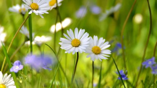 белые ромашки картинки