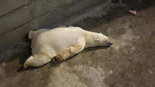 белый медведь картинка для детей