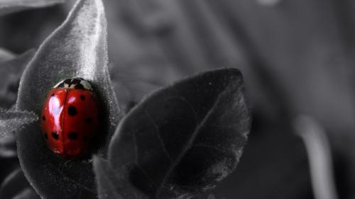 божья коровка, макро заставки, чернобелое фото, картинки