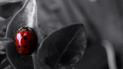 божья коровка, макро заставки, чернобелое фото, картинки