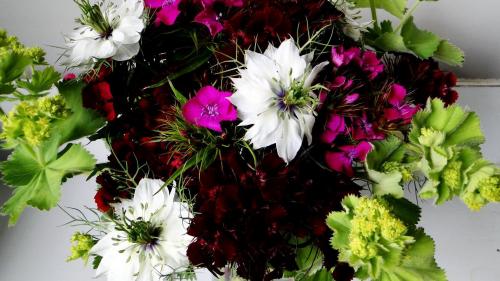 гвоздики, цвет, композиция, вкус