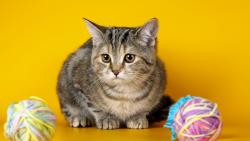 грустный котенок