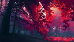 деревья с красной листвой осенью