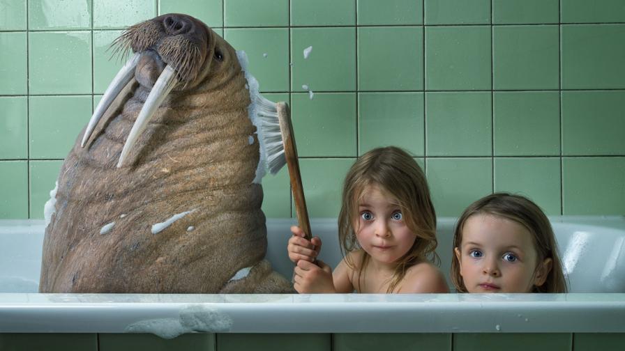 дети, морж, юмор, прикол обои на монитор