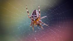 заставка паук