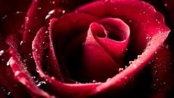 капли воды на красной розе