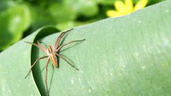 картинки про пауков