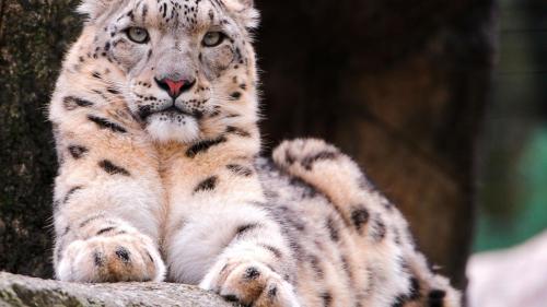 красивый снежный барс