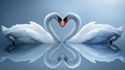 лебеди, сердце, шеи