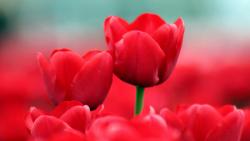 летние красные тюльпаны фоны