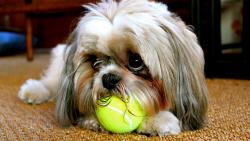 лохматая собачка жует теннисный мяч